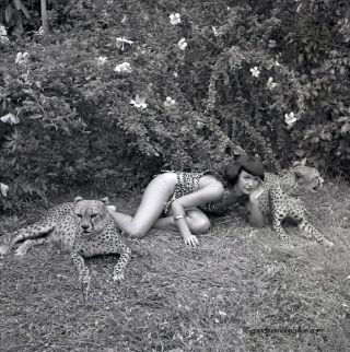 Bettie Page With Cheetahs 1954 Camera Negative Photograph Bunny Yeager Iconic Nr